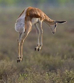 A springbok “spronking”.