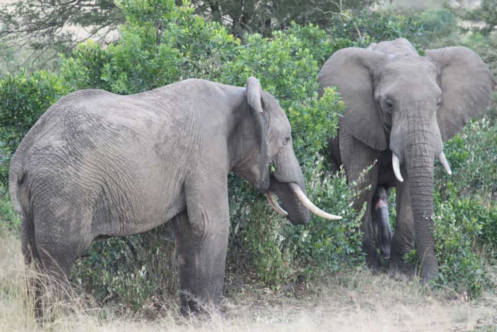 Fauna and flora at Addo Elephant Park, South Africa