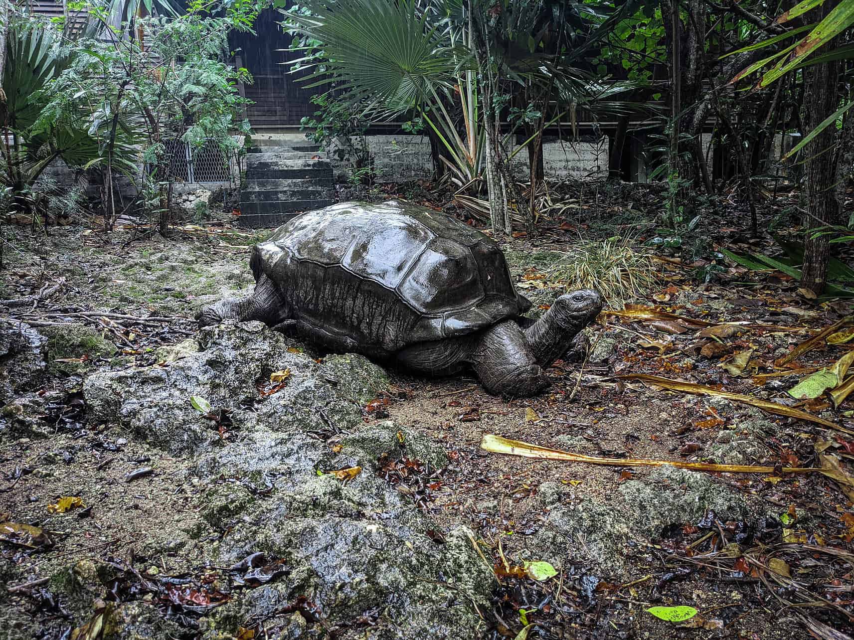 Meet giant tortoises in Mauritius 