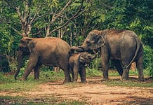 Ethical elephant sanctuary in Chiang Mai, Thailand