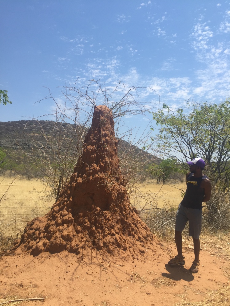 Termite mounds in Namibia.