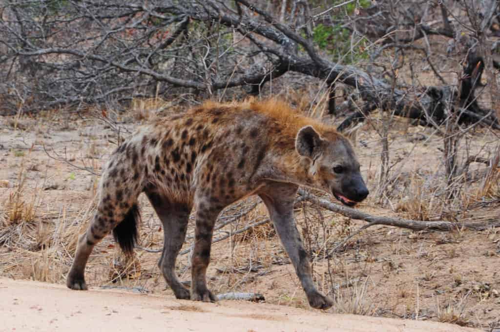 Hyenas at Addo Elephant National Park in South Africa