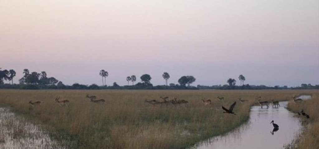 Okavango Delta Safari, Botswana