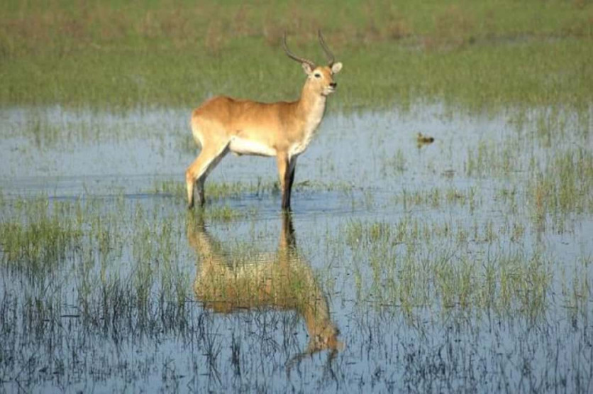 Animals in the Okavango Delta, Botswana