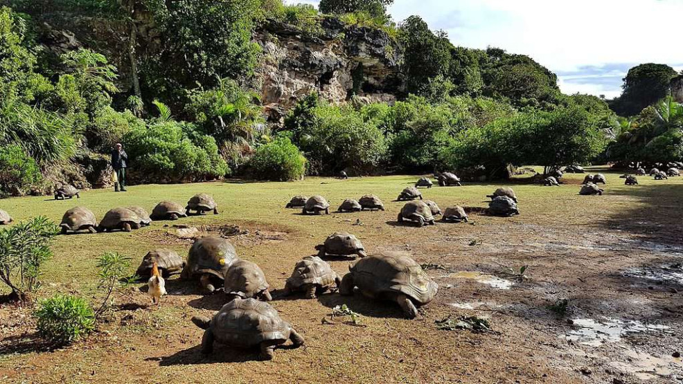 Francois Leguat Tortoise Parc, Rodrigues Island.