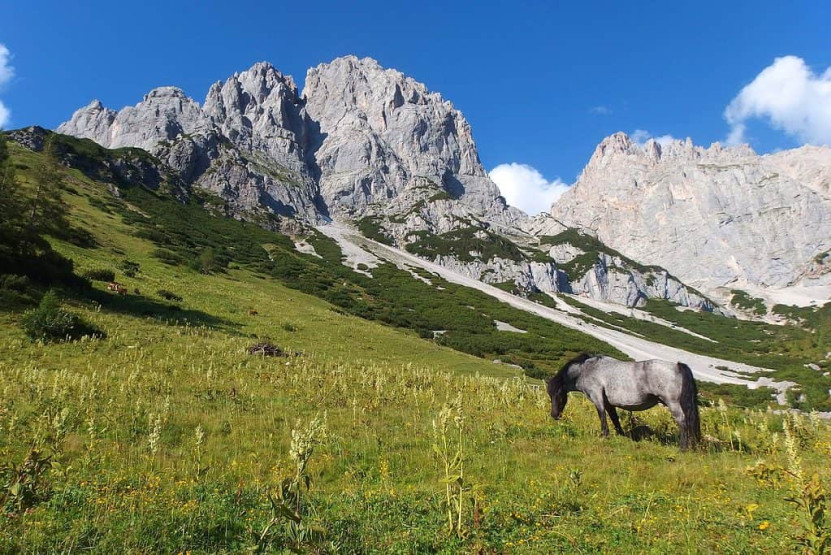 Horse in the Austrian Alps