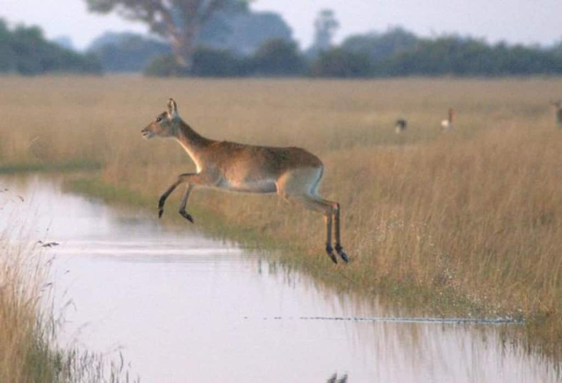 Animals in the Kalahari Desert in Botswana