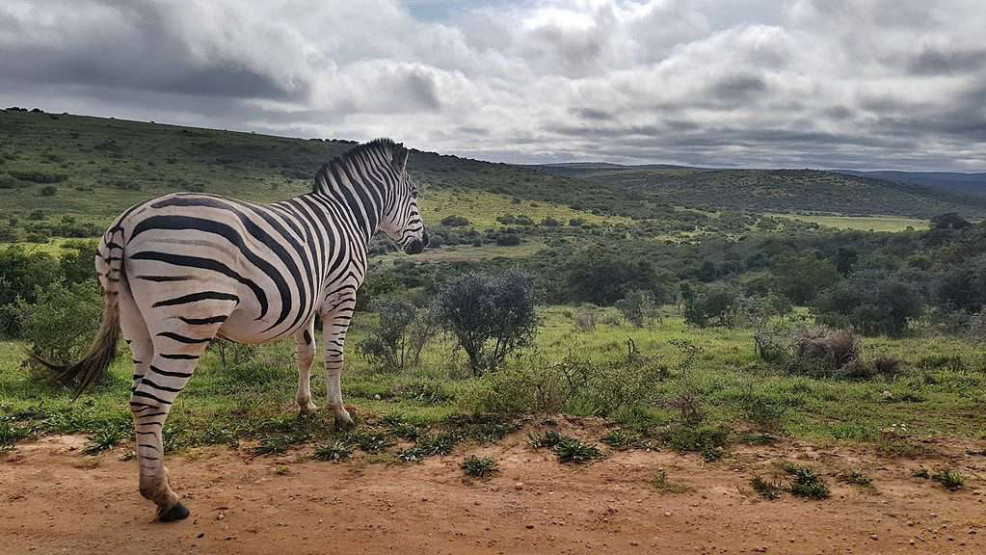 Zebra at the Addo Elephant National Park, South Africa