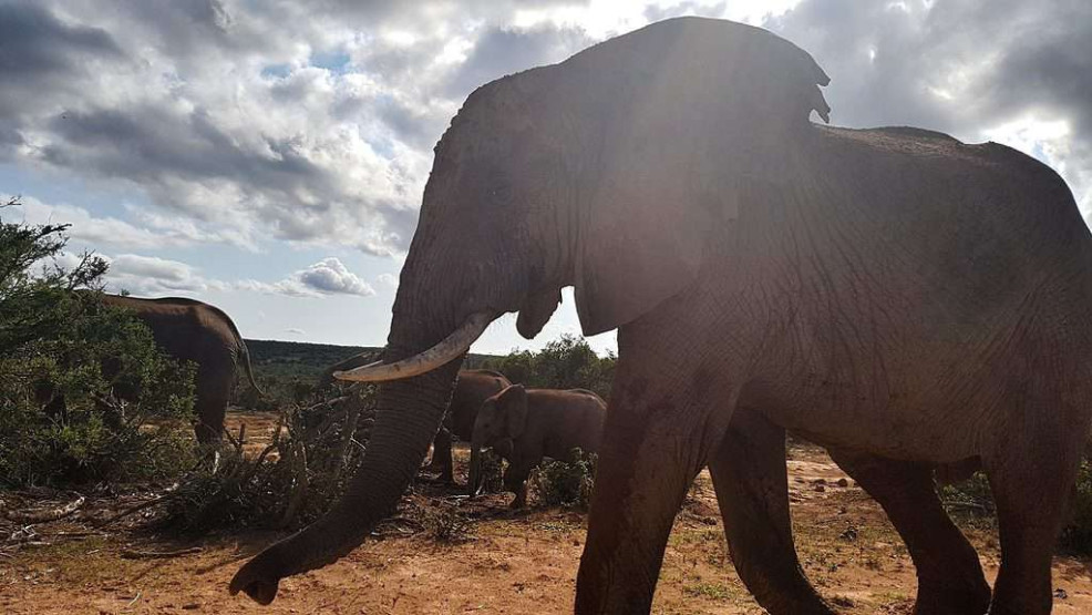 A huge elephant passes the car - Addo Elephant National Park, South Africa