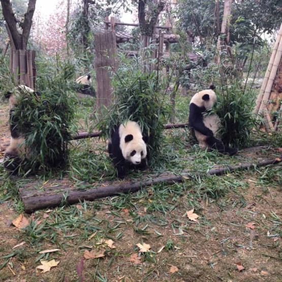 Chengdu giant pandas, China