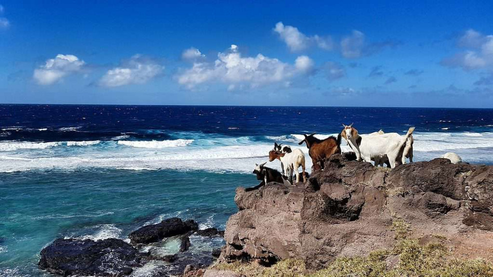 Goats at the beach, Rodrigues Island.