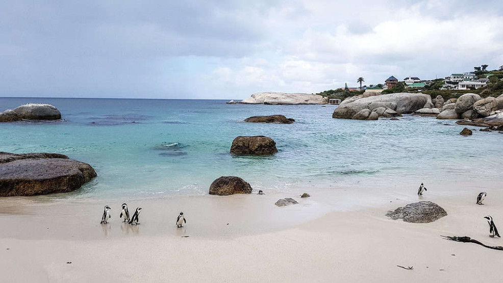 Pinguins in Simon's Town, South Africa