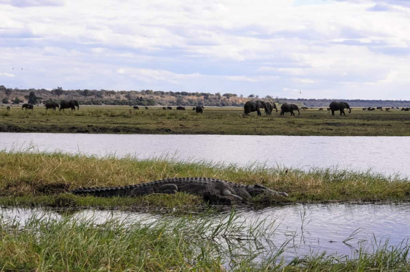 Crocodiles on the Chobe River