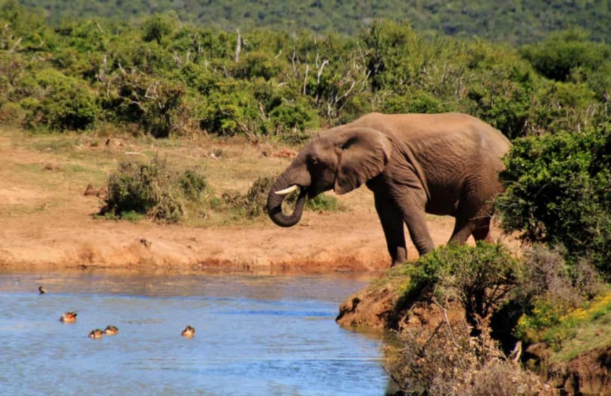 Elephants at Addo Elephant National Park, South Africa