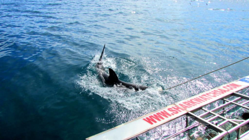 Shark cage diving with Marine Dynamics, Gansbaai