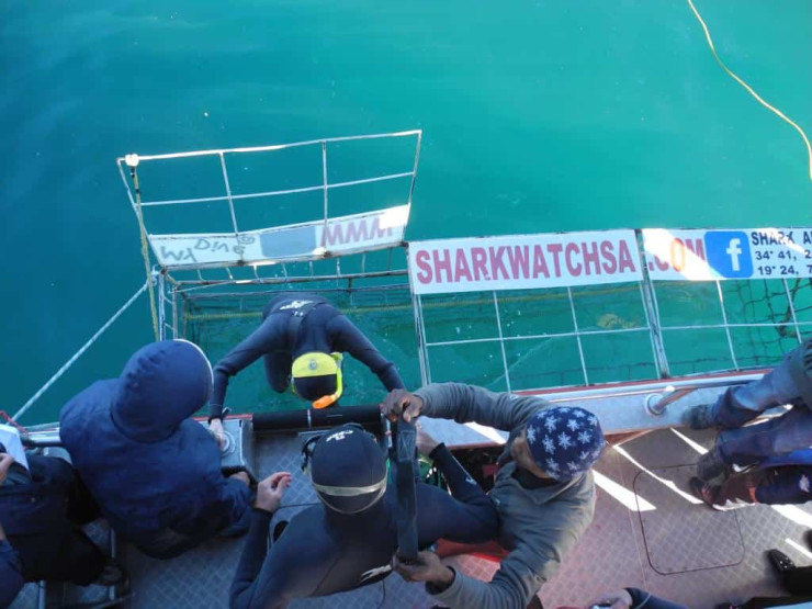 Shark cage diving in South Africa