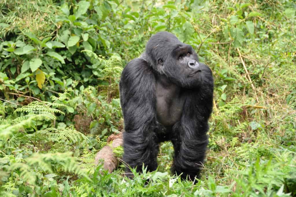 Things to know about gorillas