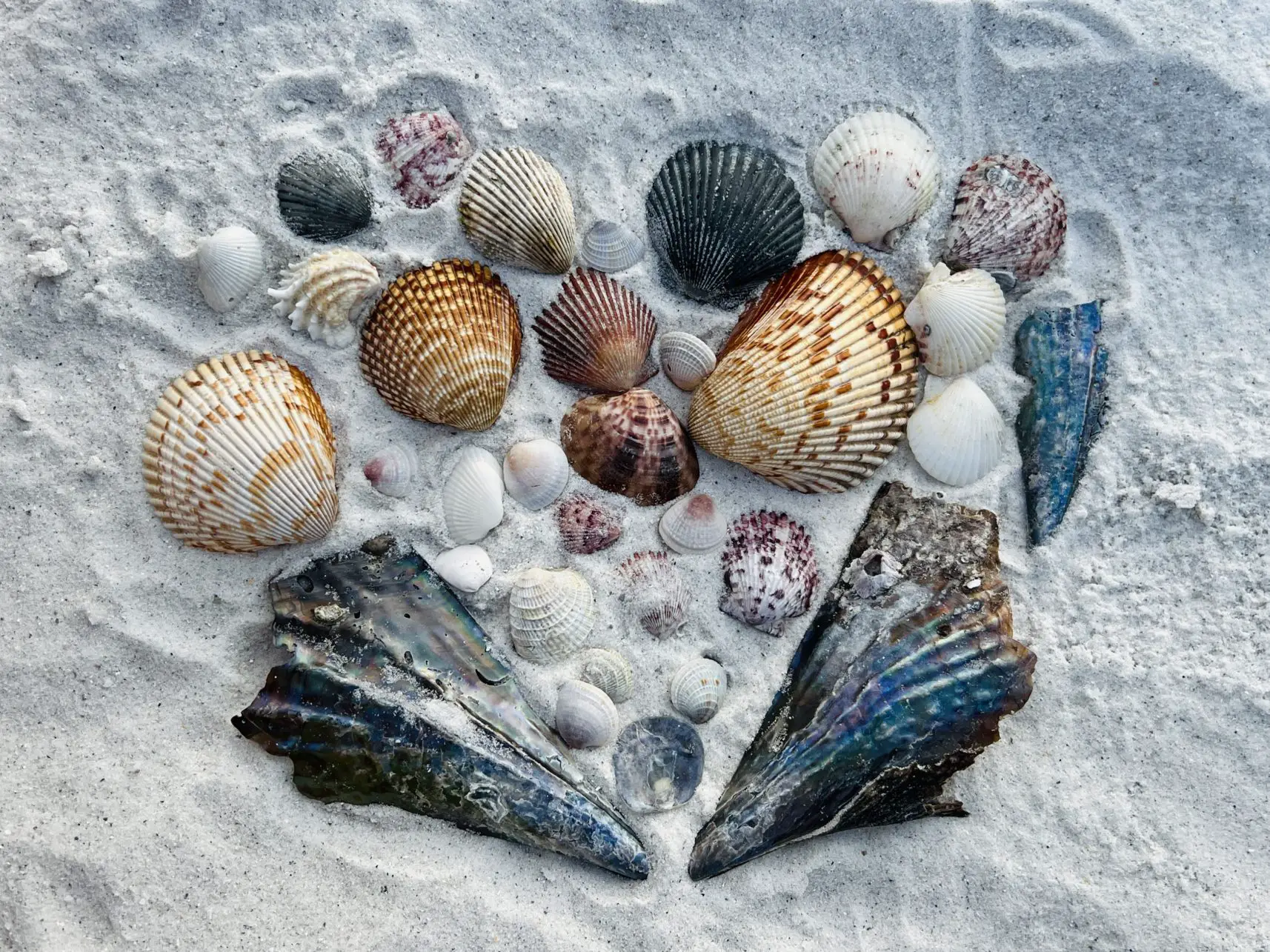 Colorful shells on the beach at St Pete Beach, Florida, USA.